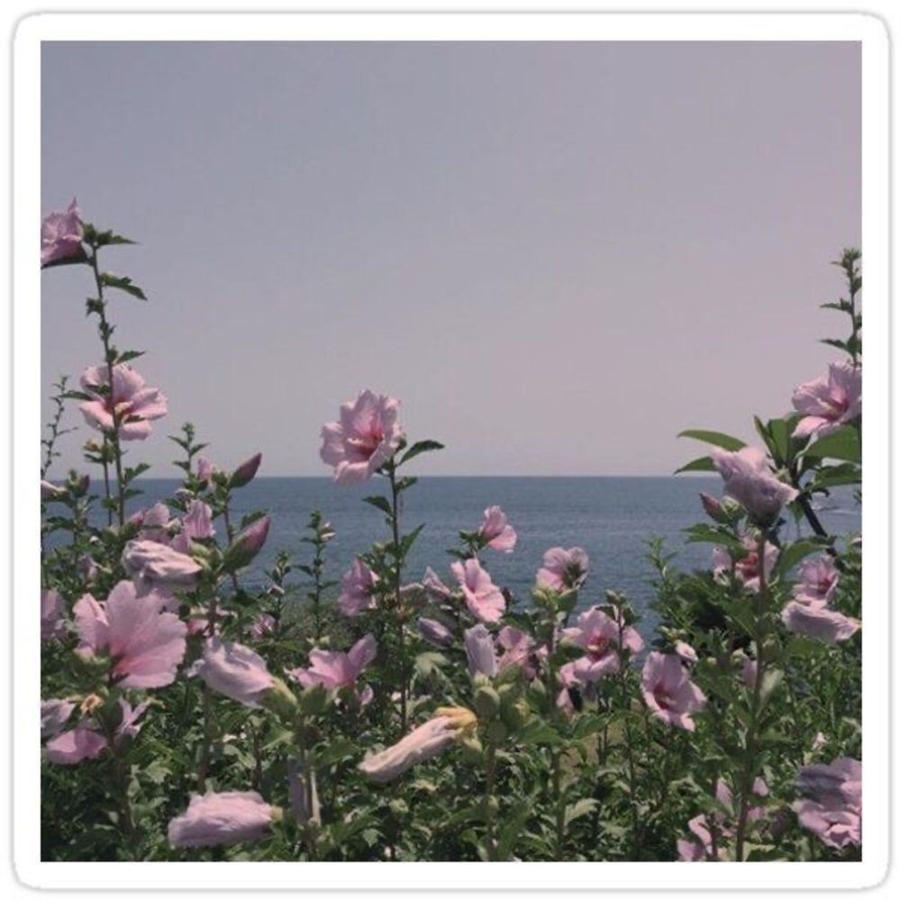 Meet your Posher, Evelyn